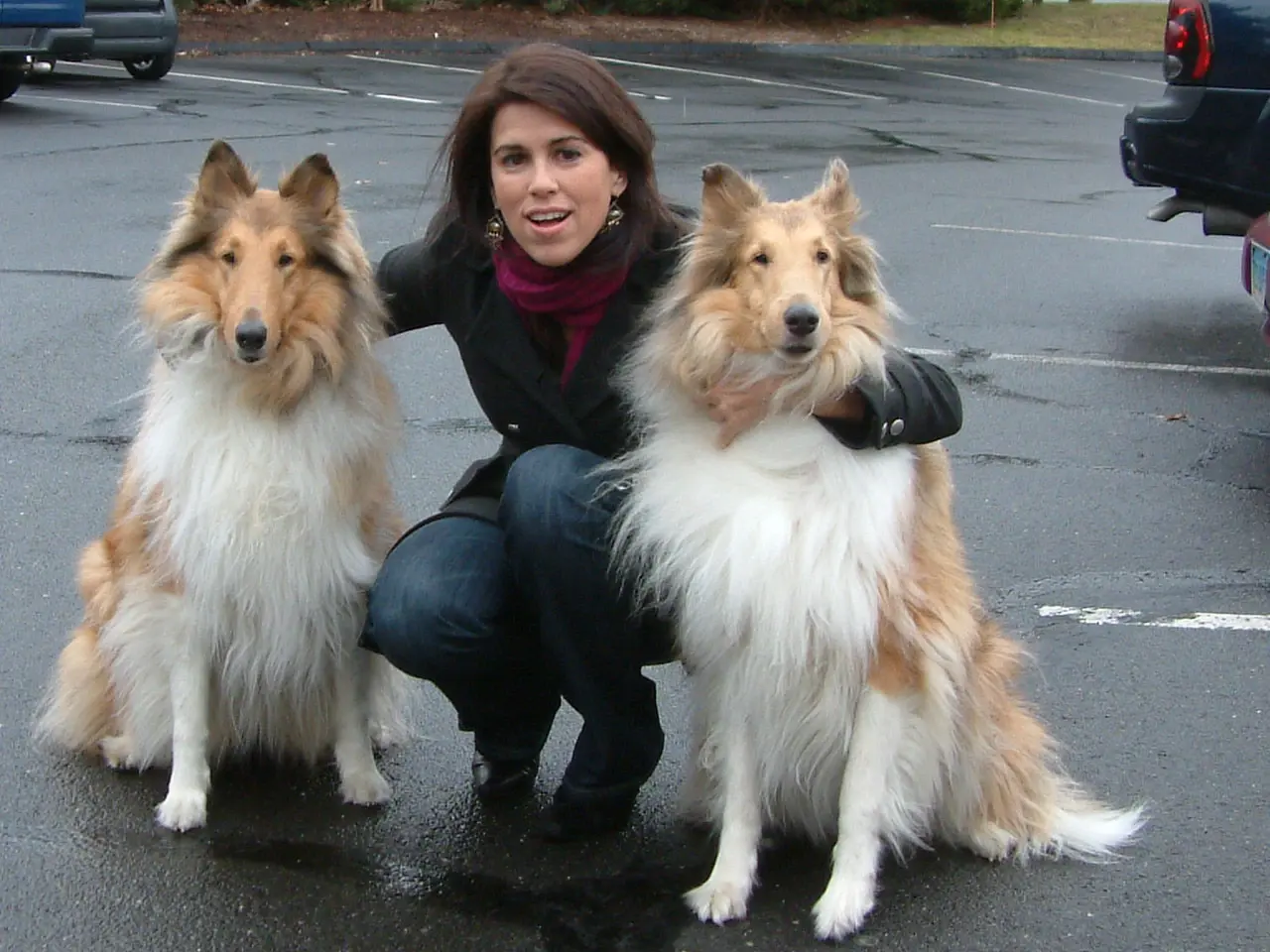 A woman kneeling between two rough collies, an arm around each, in a car park