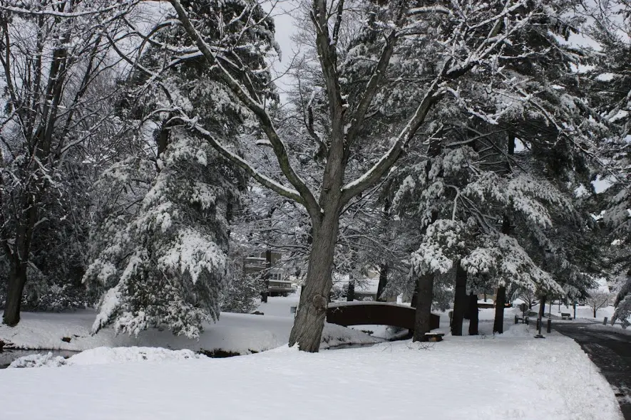 A park under fresh snow, a bare maple and snow-laden evergreens above a small arched footbridge